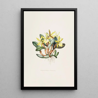 James Bateman - Brasavola Glauca.webp