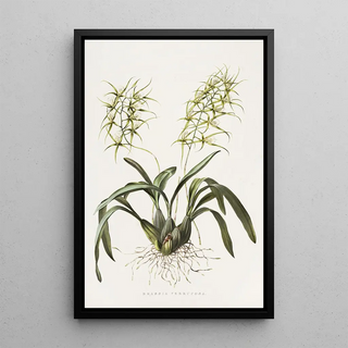 James Bateman - Brassia Verrucosa.webp