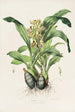 Catasetum Maculatum - James Bateman — widok dzieła