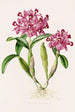 Cattleya Skinneri - James Bateman — widok dzieła
