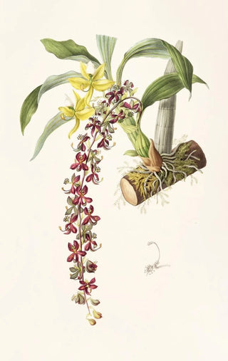 James Bateman - Cycnoches Egertonianum.webp