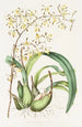 Epidendrum Alatum - James Bateman — widok dzieła