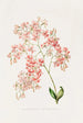 Epidendrum Erubescens - James Bateman — widok dzieła