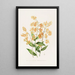 Epidendrum Polyanthum - James Bateman — oprawiony obraz na ścianie