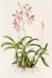 Laelia Autumnalis - James Bateman — widok dzieła