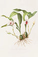 Maxillaria Skinneri - James Bateman — widok dzieła