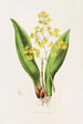 Oncidium Cavendishianum - James Bateman — widok dzieła