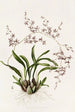Oncidium Incurvum - James Bateman — widok dzieła