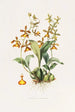 Oncidium Insleayii - James Bateman — widok dzieła