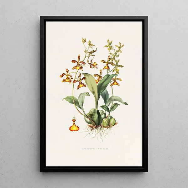 James Bateman - Oncidium Insleayii.webp