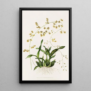 James Bateman - Oncidium Wentworthianum.webp