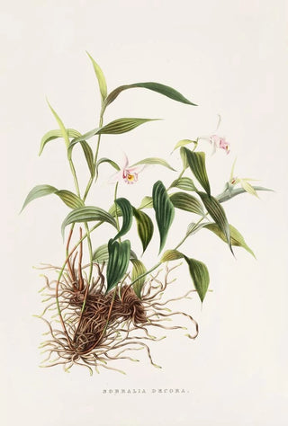 James Bateman - Sobralia Decora.webp
