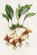 Stanhopea Tigrina - James Bateman — widok dzieła