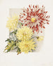 Daisies - James Callowhill — widok dzieła