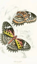 Cethosia Cyane - James Duncan — widok dzieła