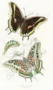 Charaxes Jasius - James Duncan — widok dzieła