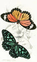 Euploea Limniace Euploea Plexippe - James Duncan — widok dzieła