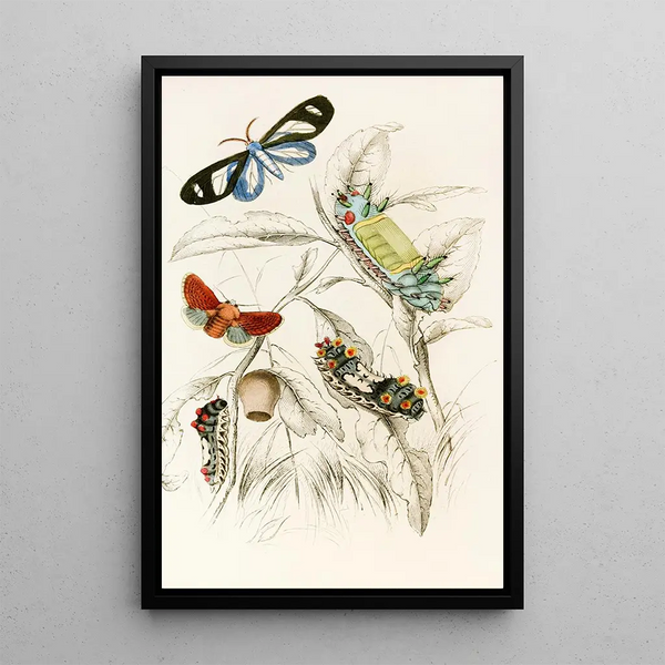 James Duncan - Limacodes Micilia Doratifera vulnerans.webp
