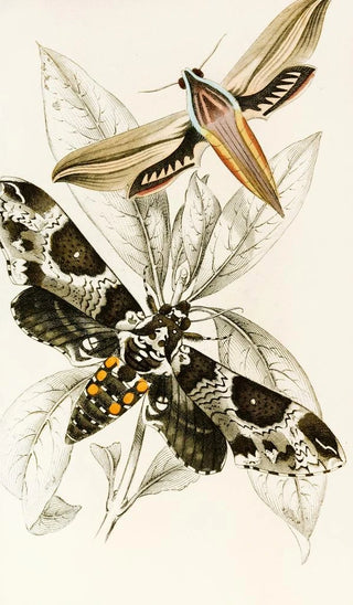 James Duncan - Metopsilus tersa Sphinx Chionanthi.webp