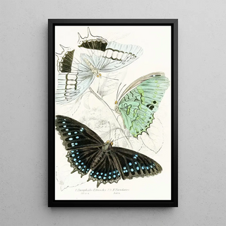 James Duncan - Nymphalis EthioclesNymphalis Tiridates.webp