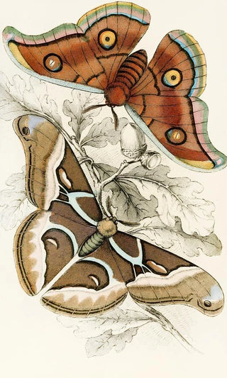 James Duncan - Saturnia Cynthia Saturnia Mylitta.webp