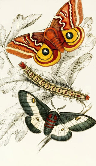 James Duncan - Saturnia Maia Aglia Io.webp