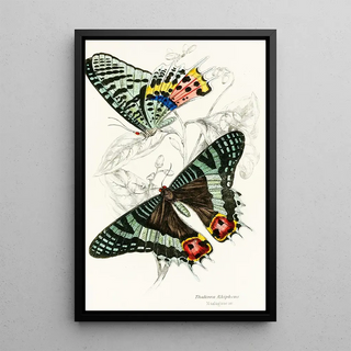 James Duncan - Thaliura Rhipheus.webp