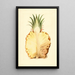 Ananas comosus, ananas - James Marion Shull — oprawiony obraz na ścianie