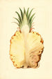 Ananas comosus, ananas - James Marion Shull — widok dzieła