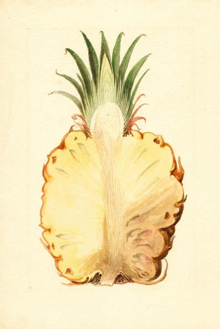 James Marion Shull - Ananas comosus Pineapple.webp