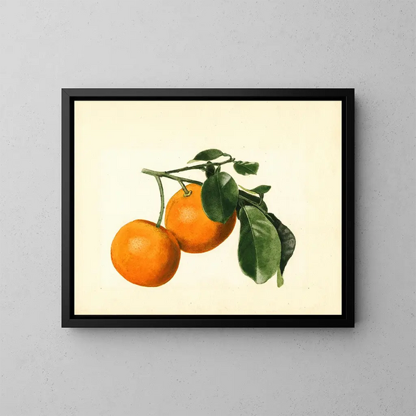 Citrus aurantium acide x 23 - James Marion Shull — oprawiony obraz na ścianie