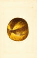 Citrus grandis - James Marion Shull — widok dzieła