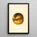 Citrus grandis - James Marion Shull — oprawiony obraz na ścianie