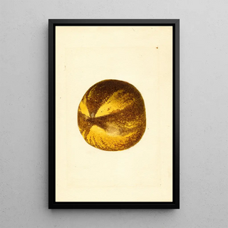 James Marion Shull - Citrus grandis.webp