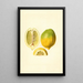 Citrus limon - James Marion Shull — oprawiony obraz na ścianie