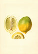 Citrus limon - James Marion Shull — widok dzieła