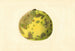 Citrus paradisi Pomelo - James Marion Shull — widok dzieła
