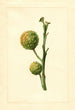 Citrus paradisi - James Marion Shull — widok dzieła