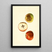 Malus domestica Ben Davis - James Marion Shull — oprawiony obraz na ścianie