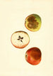 Malus domestica Ben Davis - James Marion Shull — widok dzieła