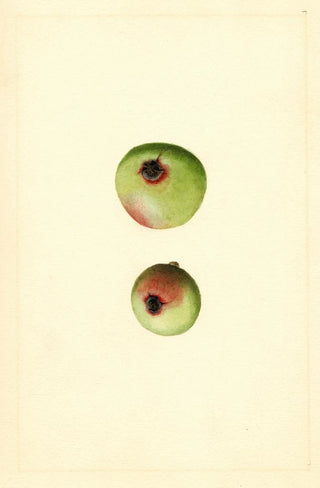 James Marion Shull - Malus domestica Gano.webp