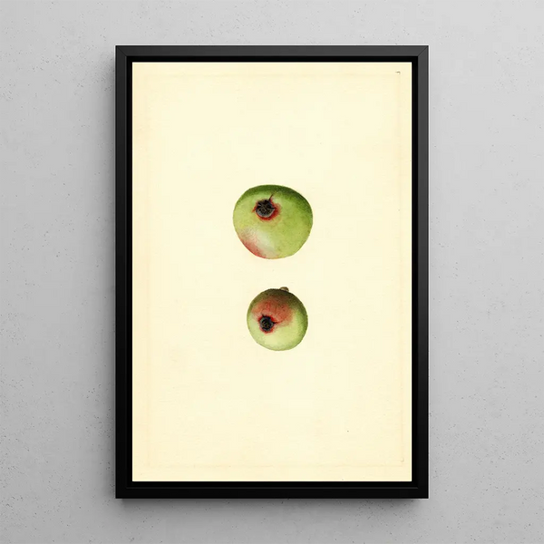 James Marion Shull - Malus domestica Gano.webp