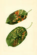 Malus domestica Gravenstein - James Marion Shull — widok dzieła