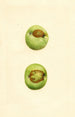 Malus domestica Grimes - James Marion Shull — widok dzieła