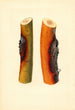 Malus domestica Jonathan - James Marion Shull — widok dzieła