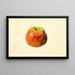 Malus domestica Smith Cider - James Marion Shull — oprawiony obraz na ścianie