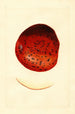 Malus domestica Spitzenberg - James Marion Shull — widok dzieła