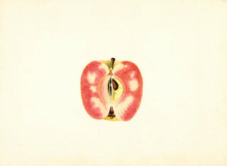 James Marion Shull - Malus domestica Surprise.webp