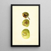 Malus domestica Yellow Transparent - James Marion Shull — oprawiony obraz na ścianie