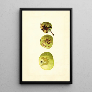James Marion Shull - Malus domestica Yellow Transparent.webp